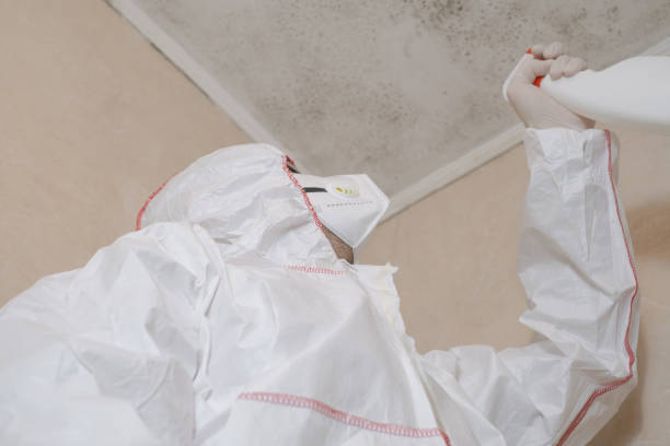 Best Environmental Consulting for Mold Prevention  in USA